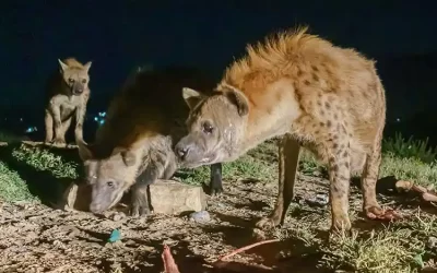 8 Days Tour of Harar, Bale Mountains & Rift Valley Lakes