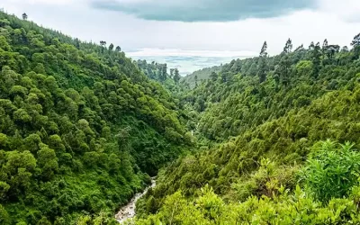 Day Trip from Addis Ababa to Menagesha Suba Forest